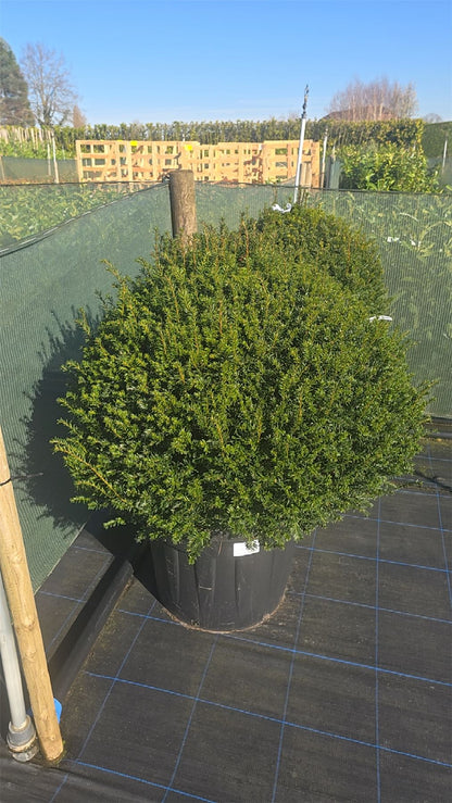 Yew Or Taxus Baccata Ball 85/90cm Root Ball