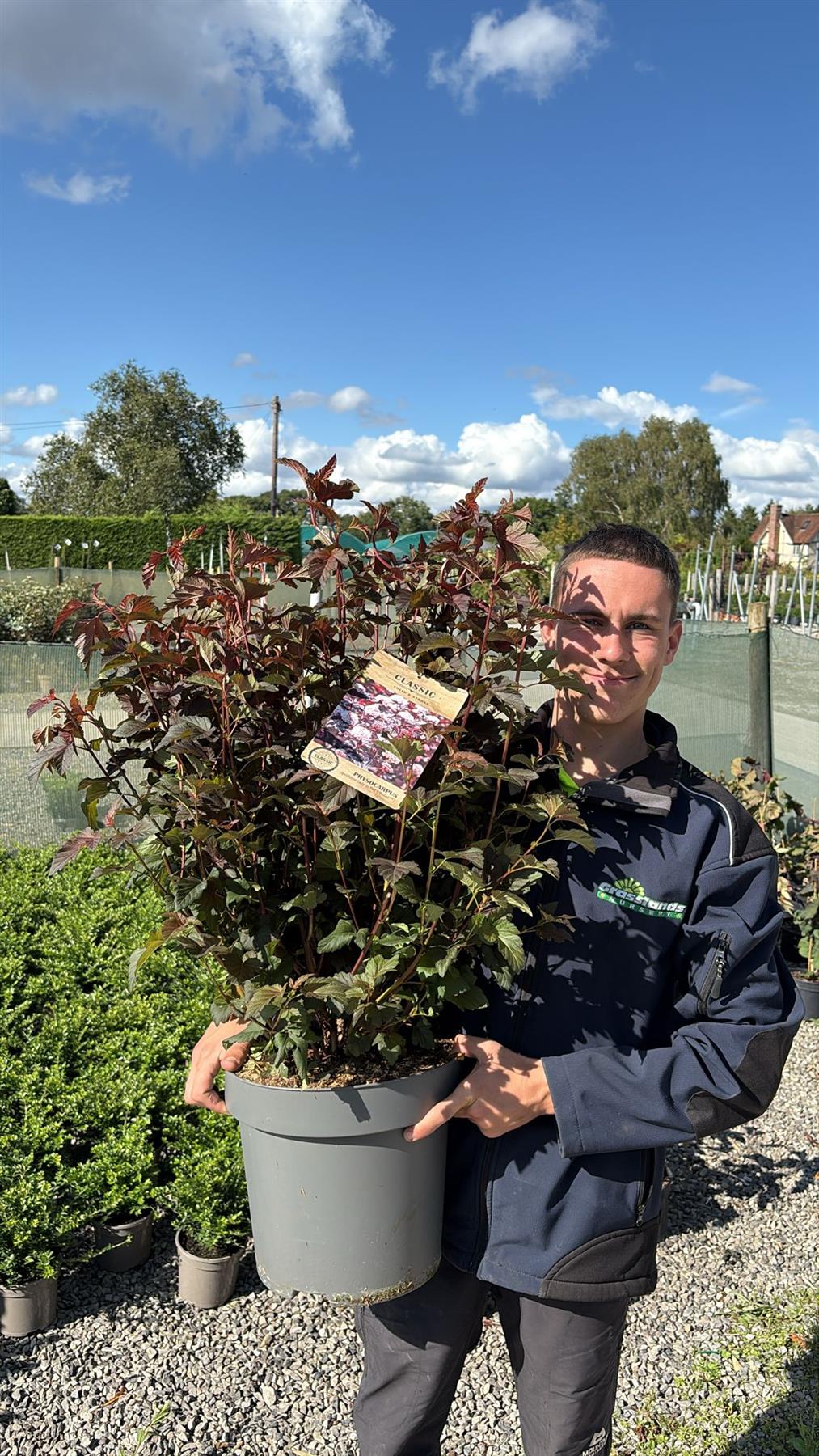Physocarpus Lady in Red 12 Litre Pot 80/100cm