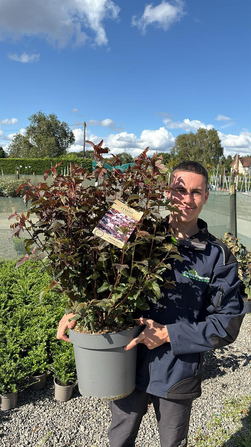 Physocarpus Lady in Red 12 Litre Pot 80/100cm — Grasslands Nursery
