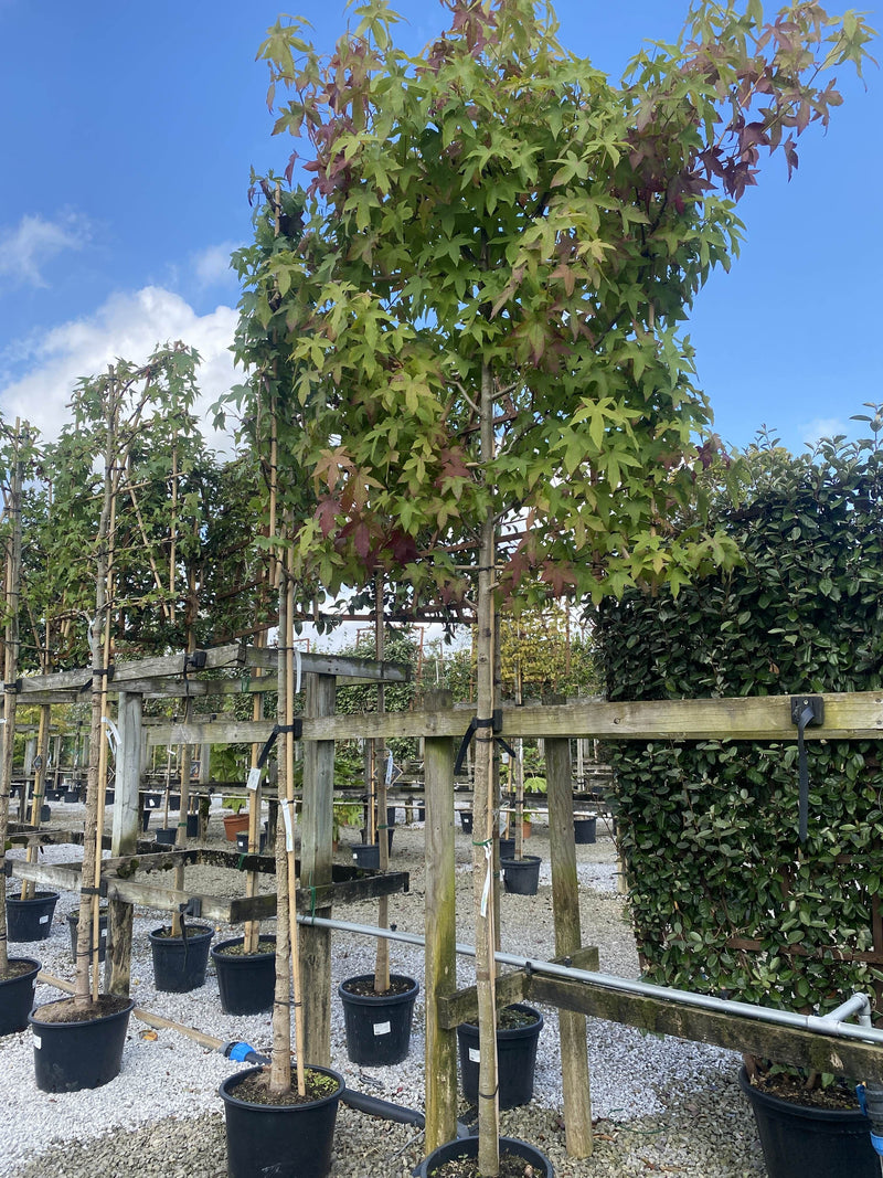 Liquidambar Styraciflua Pleached 180 Stem With 120cm x 120cm Frame Above