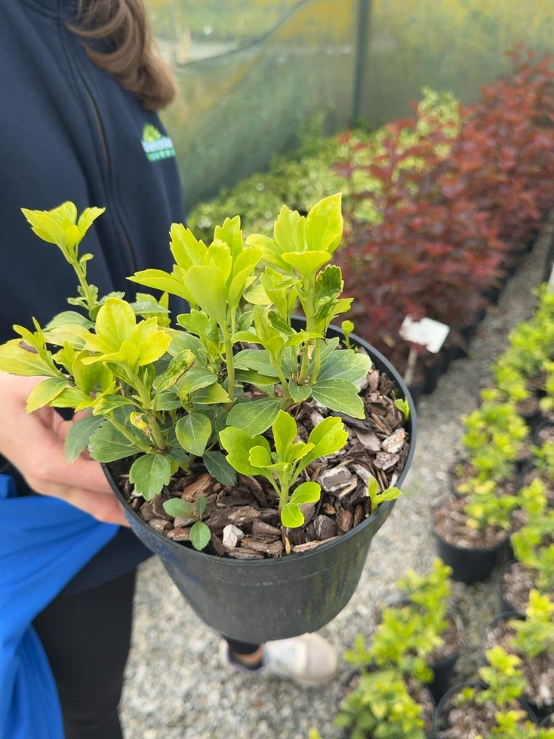 Pachysandra terminalis - Japanese Spurge 3 Litre Pot
