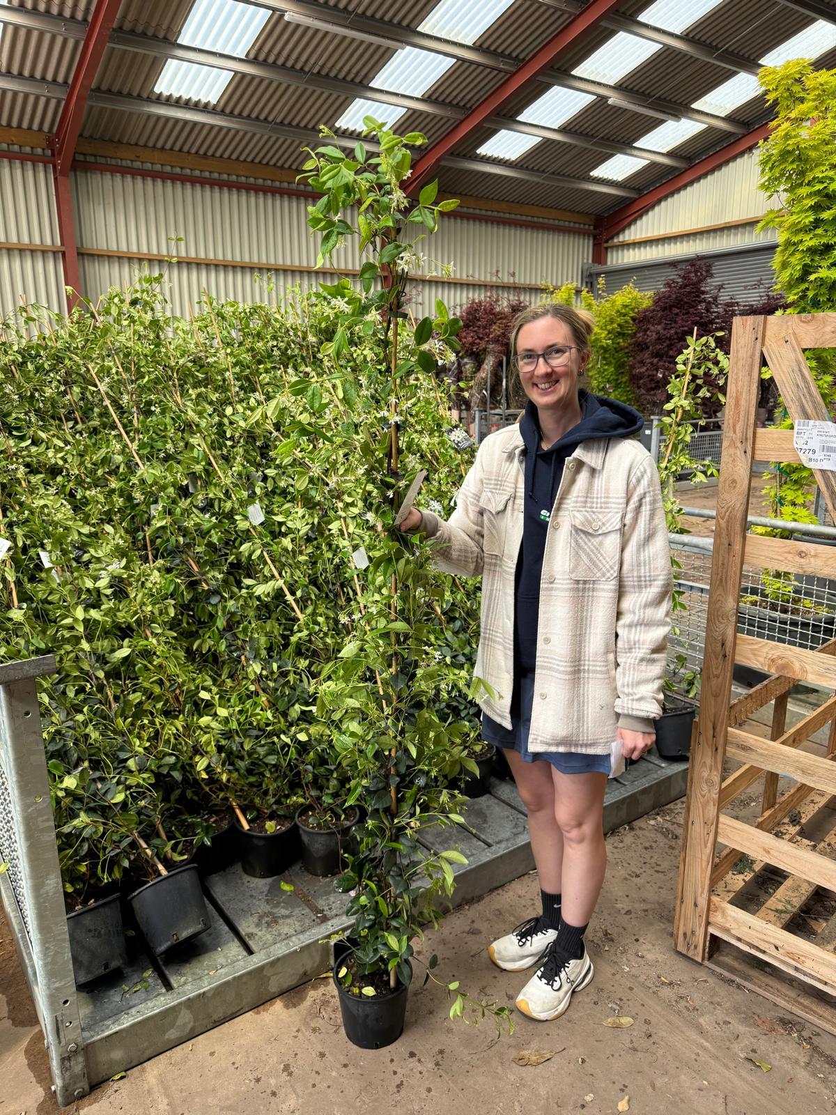 Trachelospermum Jasminoides x 5 Plants x 3.5 Litre Pot 180-200cm Tall