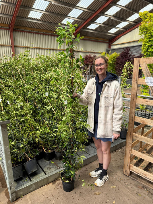 Trachelospermum Jasminoides x 5 Plants x 3.5 Litre Pot 180-200cm Tall