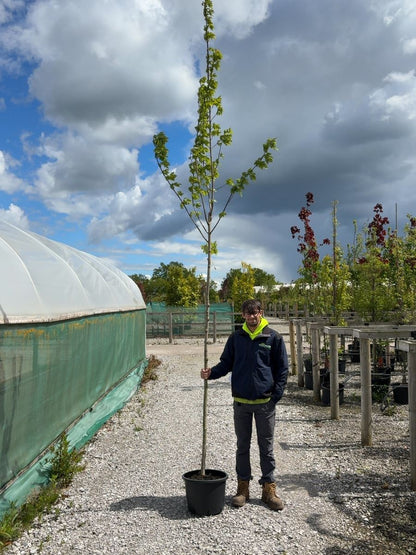 Acer Free. Autumn Blaze 8-10cm Girth Root Ball Delivery November Onwards