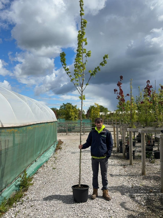Acer Free. Autumn Blaze 8-10cm Girth Root Ball Delivery November Onwards