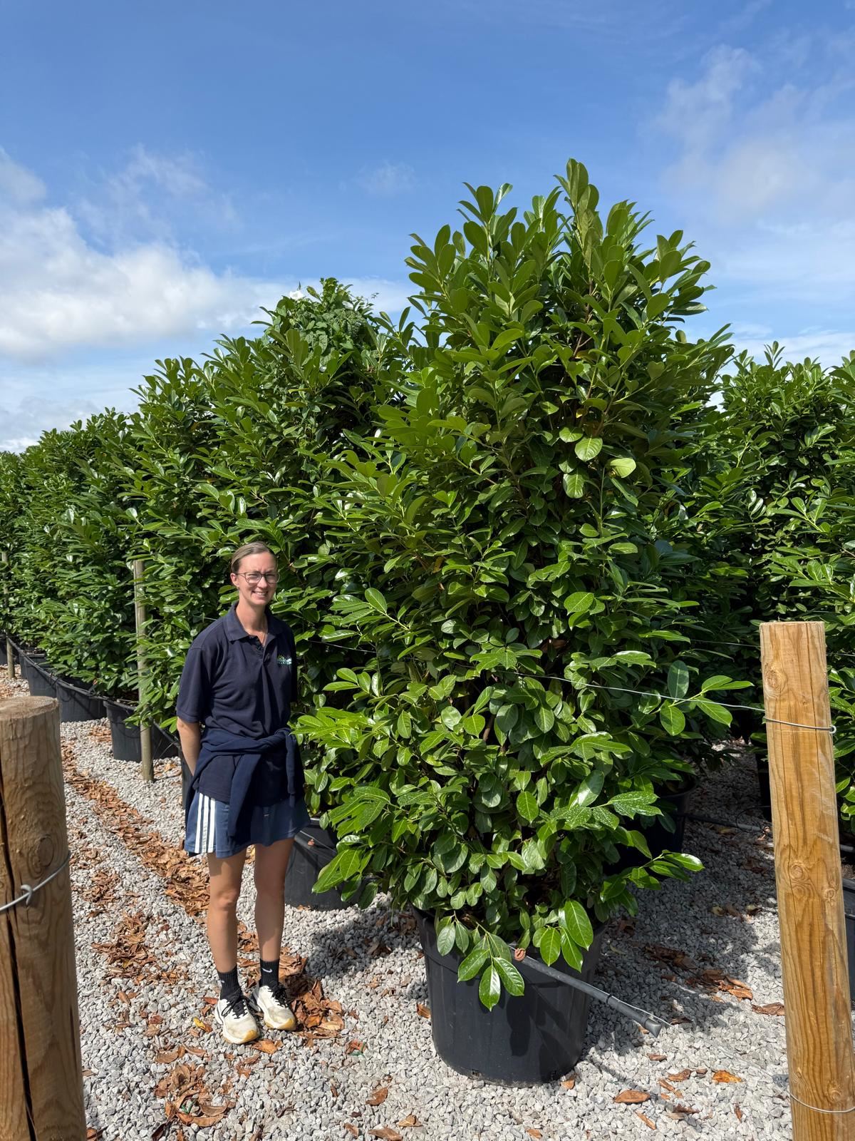 Laurel Hedging Specimen Clipped 230/240cm Tall & 100/120 Wide Pot Grown
