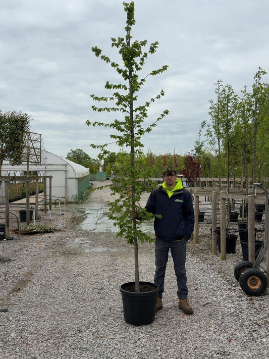 Carpinus Betulus Heavy 10-12cm Girth Feathered