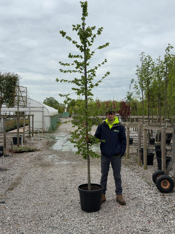 Carpinus Betulus Heavy 10-12cm Girth  Root Ball Delivery From November Onwards