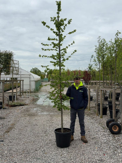 Carpinus Betulus Heavy 10-12cm Girth  Root Ball Delivery From November Onwards