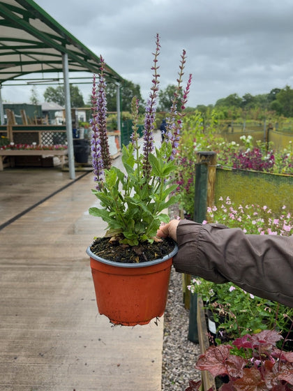 Salvia nemorosa Ostfriesland 2 Litre Pot