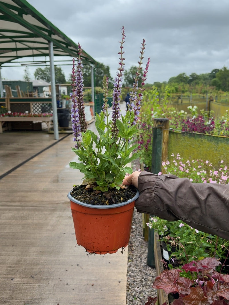 Salvia nemorosa Ostfriesland 2 Litre Pot