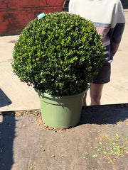 Ilex Crenata Caroline Ball 40 Litre Pot 60cm