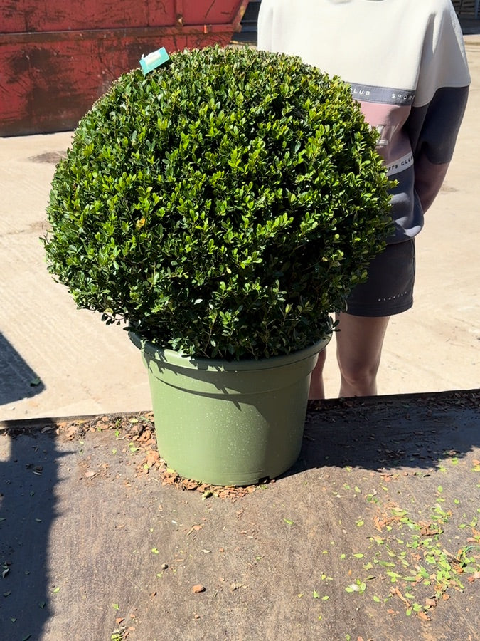 Ilex Crenata Caroline Ball 40 Litre Pot 60cm