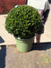 Ilex Crenata Caroline Ball 40 Litre Pot 60cm