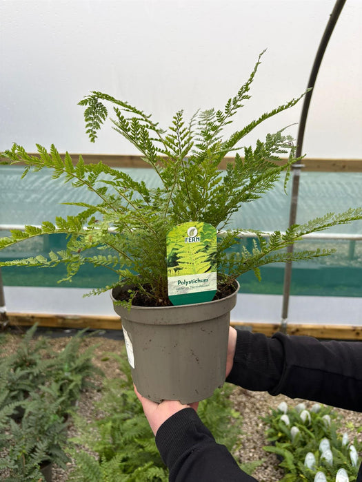 Polystichum Setiferum Herrenhausen 2 Litre Pot