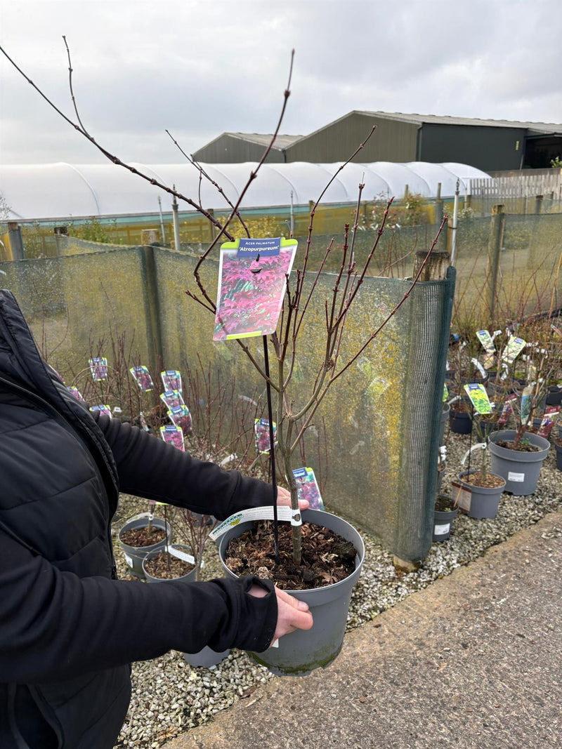 5 litre plant pot Acer palmatum Atropurpurea 5 Litre Pot — Grasslands Nursery