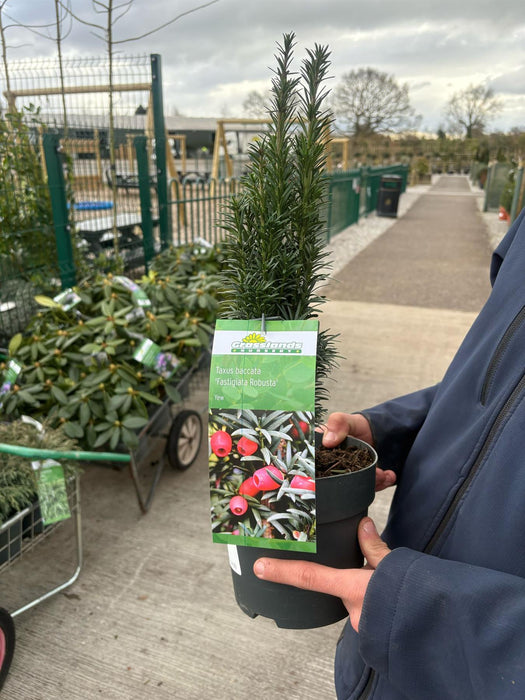 Yew Fastigiata Robusta 2.5 Litre Pot