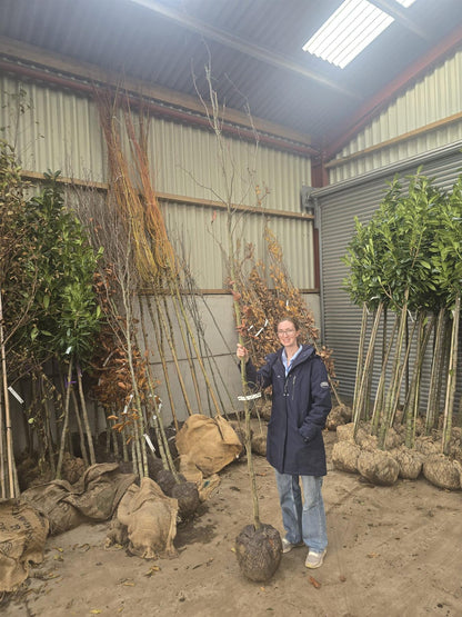 Fagus Syl. Dawyck Purple Feathered 8/10cm Girth
