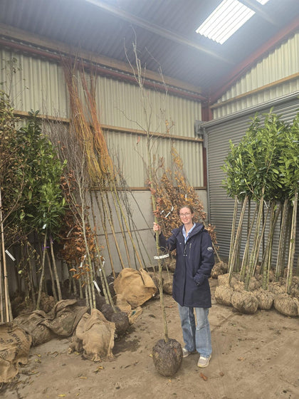 Fagus Syl. Dawyck Purple Feathered 8/10cm Girth Root Ball Root Ball