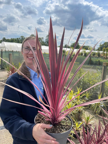 Cordyline Pink Passion 5 Litre Pot