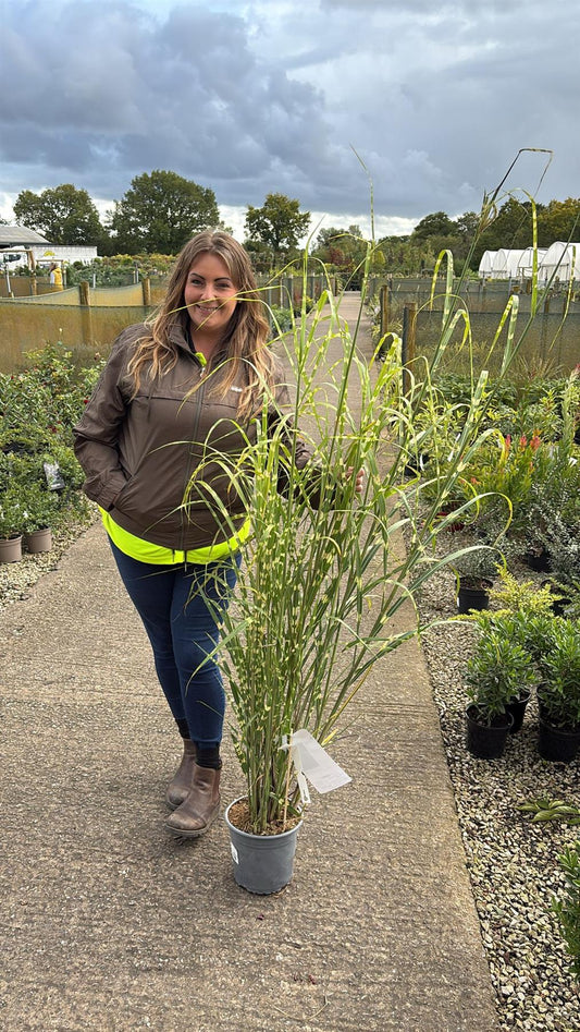 Miscanthus s. Zebrinus 4.5 Litre Pot