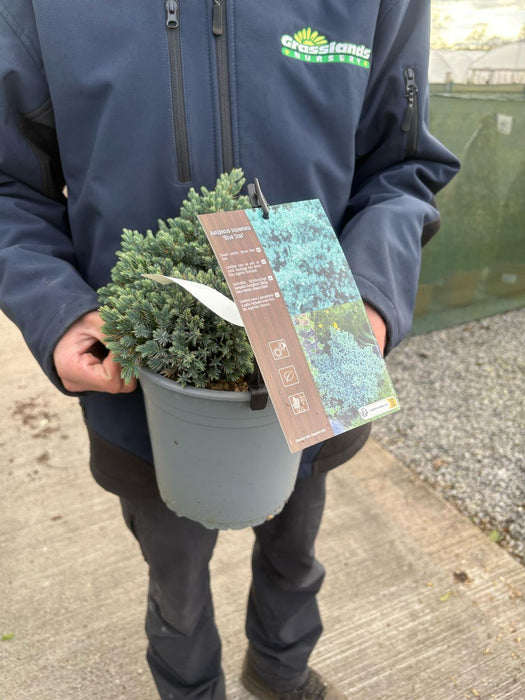 Juniperus Blue Star 4 Litre Pot