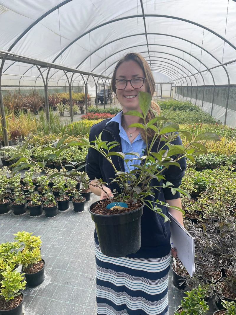 Sambucus Nigra Black Beauty 3 Litre Pot