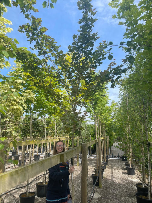 Acer campestre Elsrijk Heavy Std 8-10cm Girth