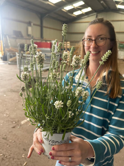 Lavender int. Edelweiss 2 Litre Pot