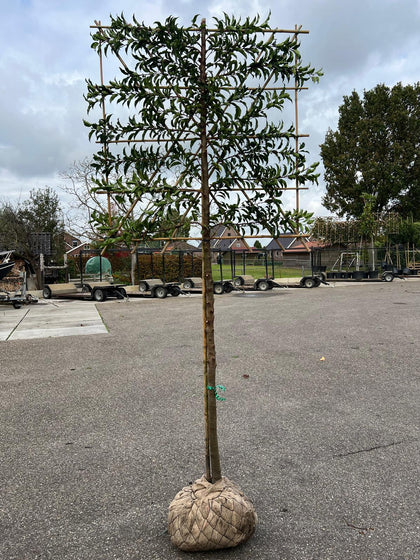Prunus lus. Brenelia Pleached Root Ball 10/12cm Girth 150cm Stem 120Wx100T Del Feb/March