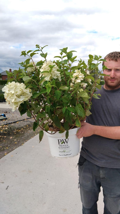 Hydrangea Paniculata Fire Light 10 Litre Pot
