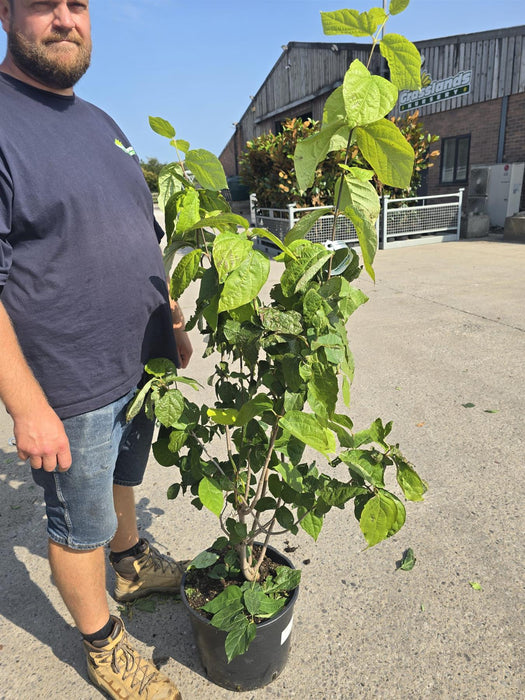 Calycanthus Hartlage Wine 20 Litre 125/150cm