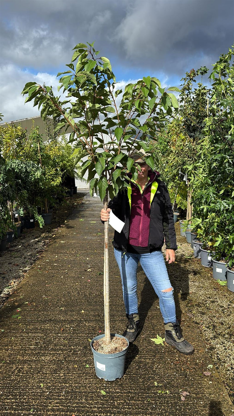 Prunus serrulata Kanzan 10 Litre Pot