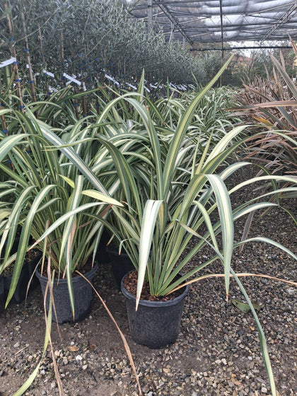 Phormium Tenax Golden Ray 15 Litre Pot