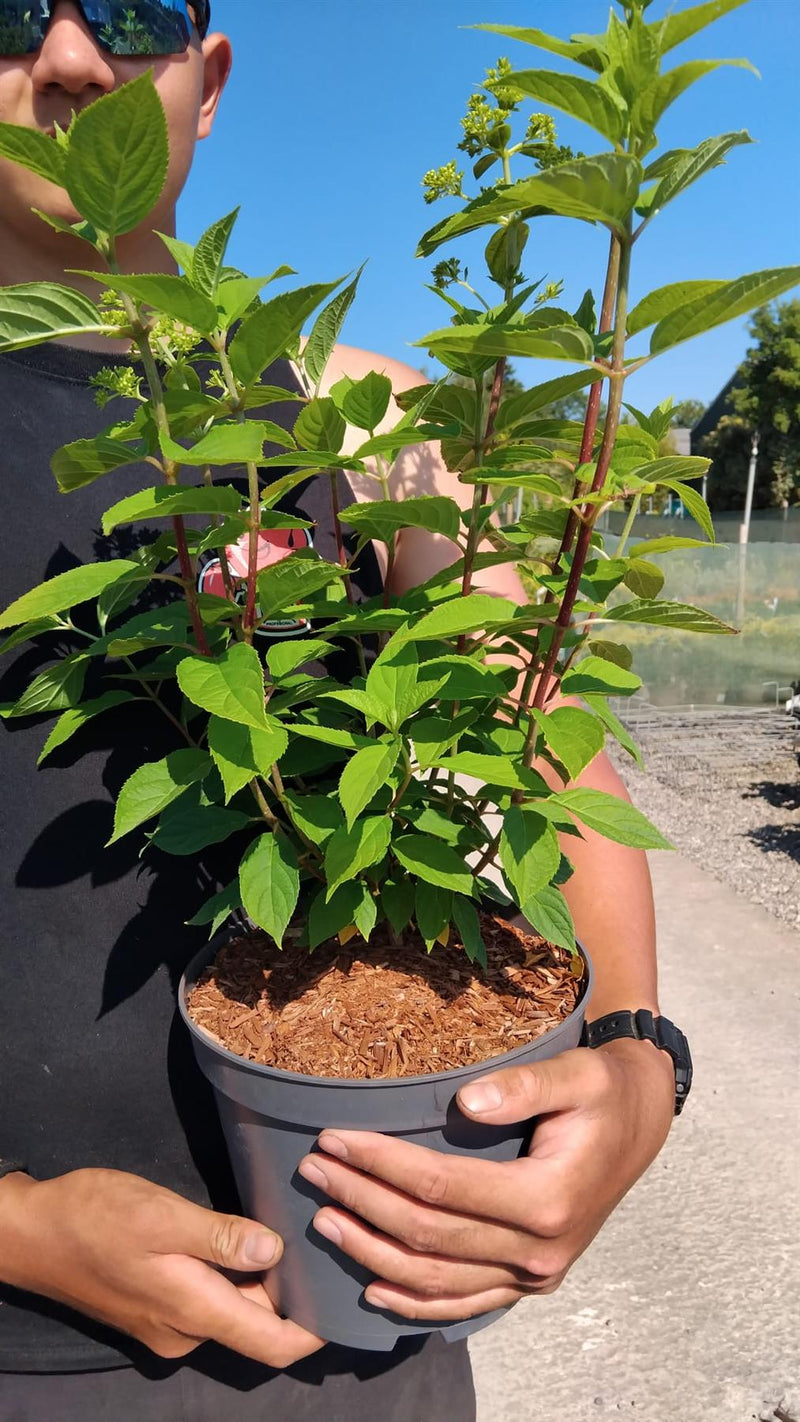 Hydrangea Paniculata Limelight 5 Litre Pot
