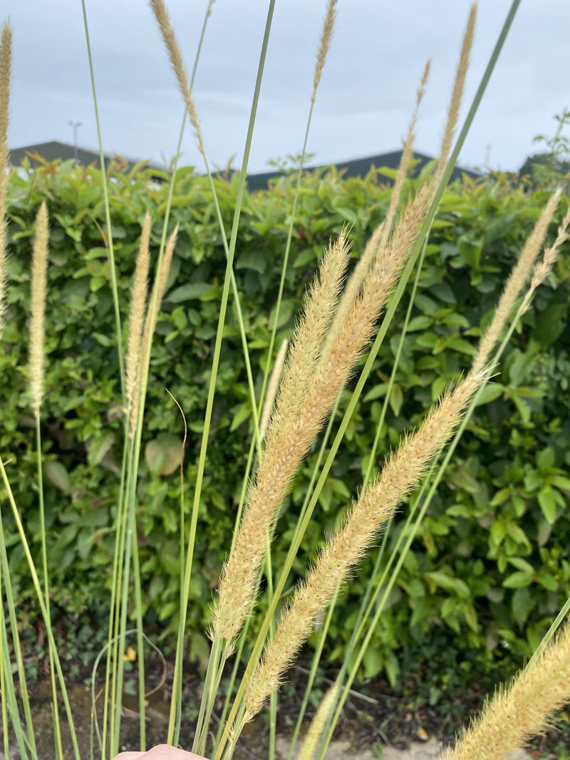 Pennisetum Macrourum 4.5 Litre Pot