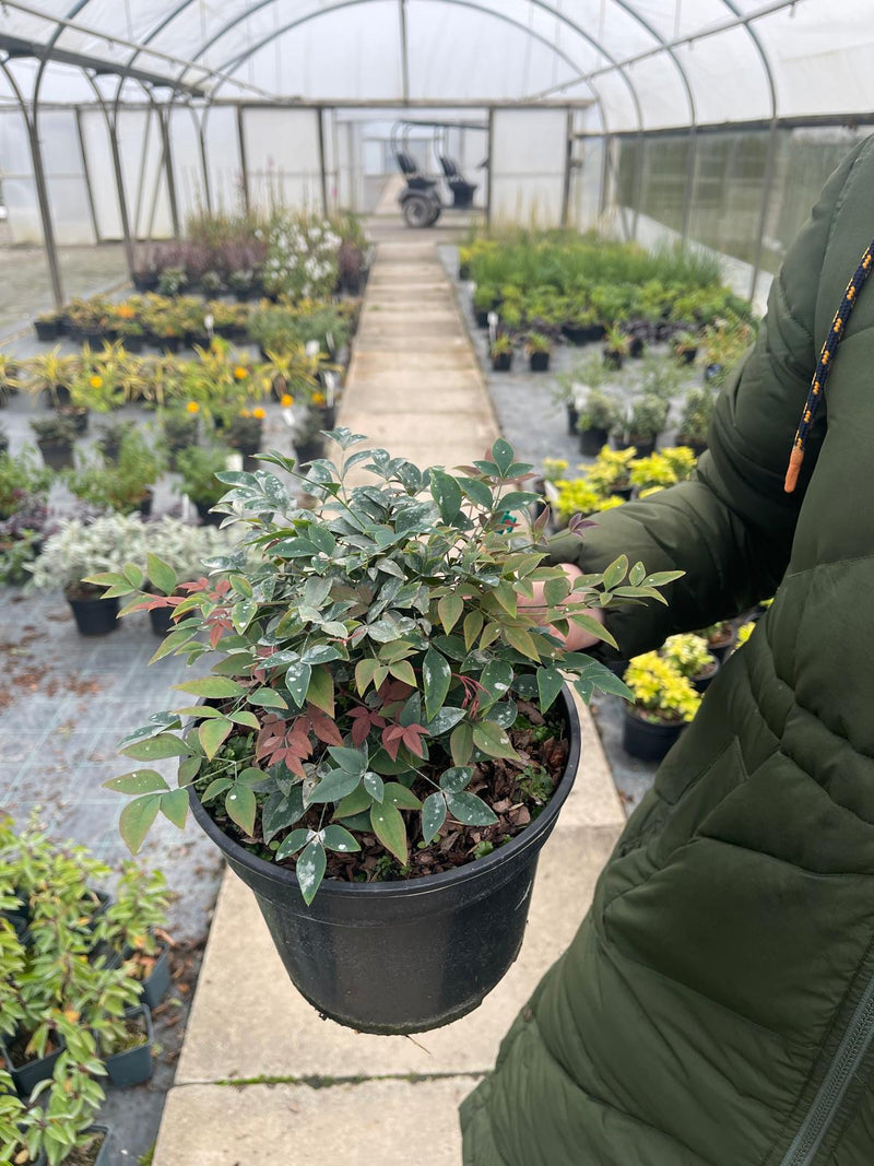 Nandina Domestica Obsessed 3 Litre Pot