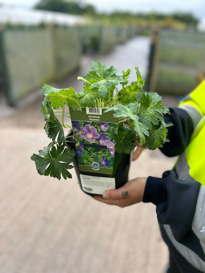 Geranium Rozanne 2 Litre Pot