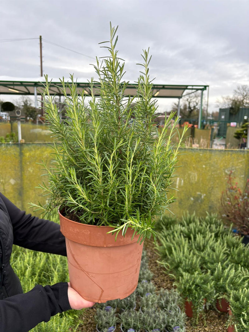 Rosmarinus Officinalis 6 Litre Pot