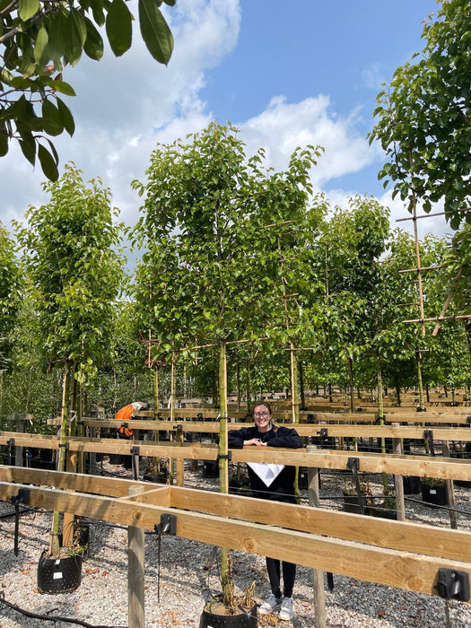 Pyrus Chanticleer Pleached Rootball 12/14cm Girth 180 Stem 150cm Wide x 120cm Tall Del Feb/March