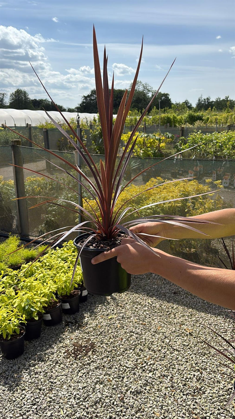 Cordyline Torbay Red Star 3 Litre Pot