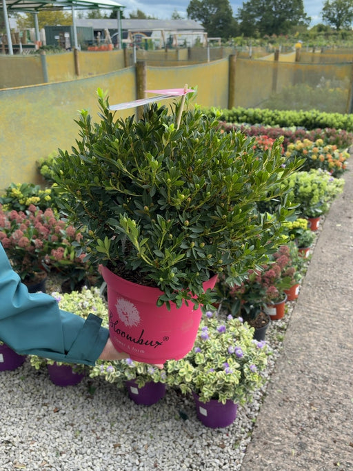 Rhododendron Bloombux Magenta Ball 5 Litre Pot