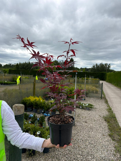 Acer Palmatum Atropurpureum 3 Litre Pot