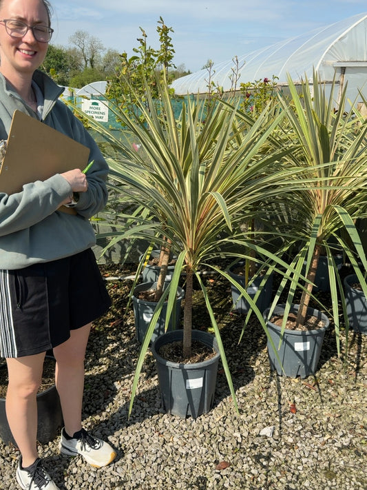 Cordyline Torbay Dazzler 9 Litre Pot