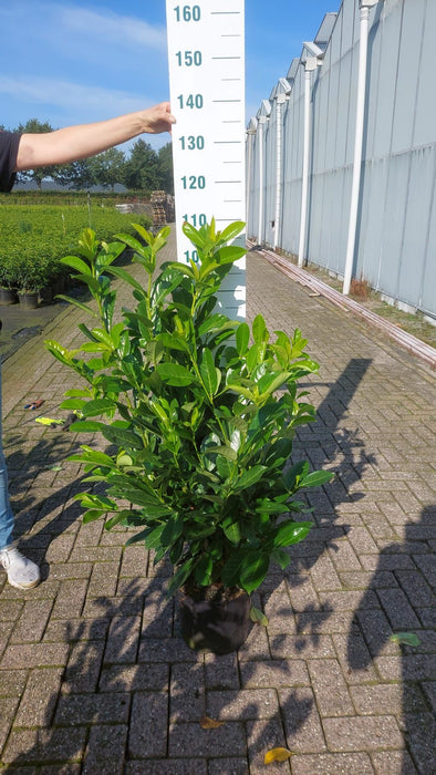 Laurel Hedging 15 Litre Pot Seconds