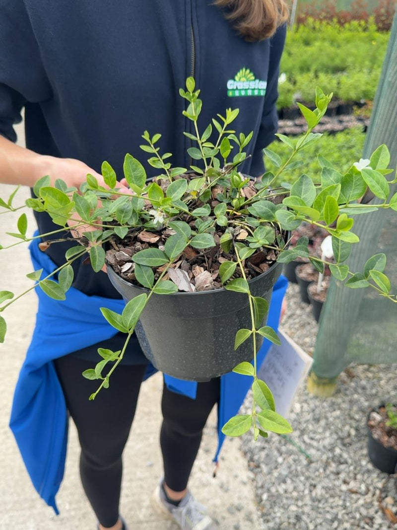 Vinca minor 'Alba' - White Lesser Periwinkle 3 Litre Pot