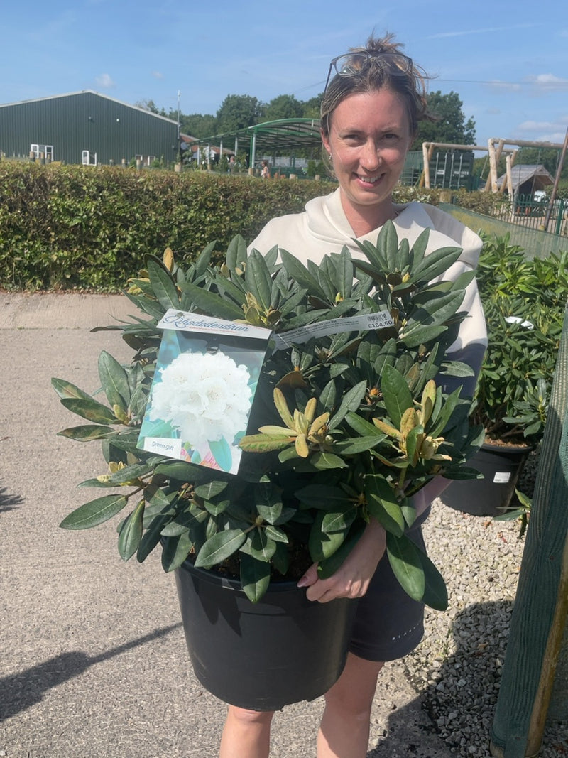 Rhododendron Yak. Porzellan 20 Litre Pot