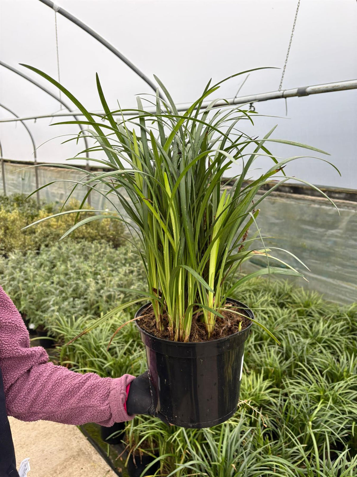Liriope Muscari 5 Litre Pot