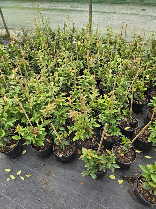 Trachelospermum Jasminoides 2 Litre Pot