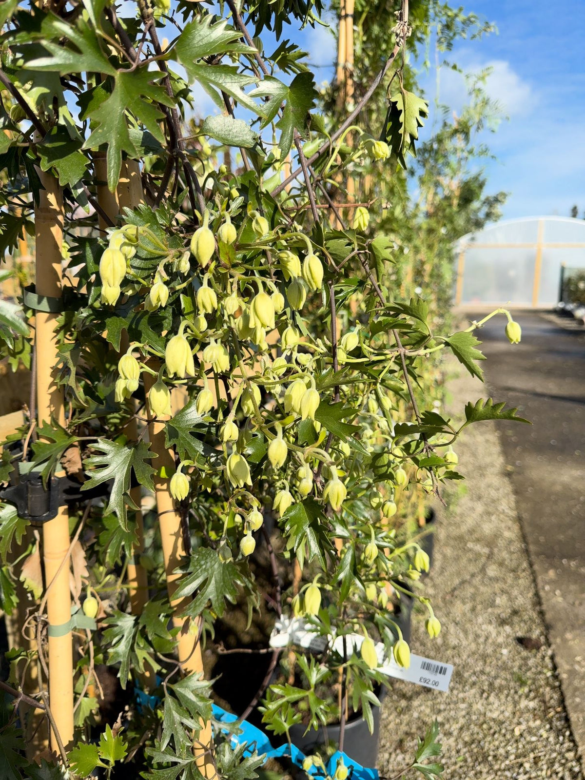 Clematis Avalanche 20 Litre Pot 175-200cm Tall